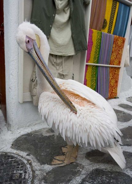 Greece, Mykonos, Hora Pelican grooming in alley